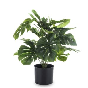 Dekoratívna rastlina