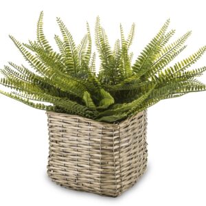 Dekoratívna rastlina